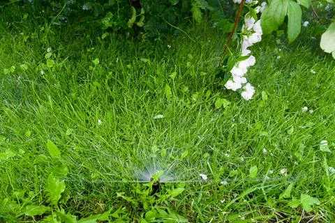 Sammer in the garden. Automatic watering watering green lawn Stock Photos