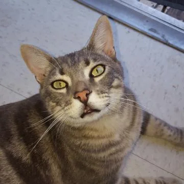 SAMMY 2016 Fotos Stock