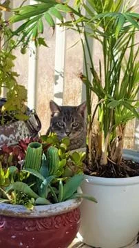 SAMMY THE TABBY HIDING Foto stock