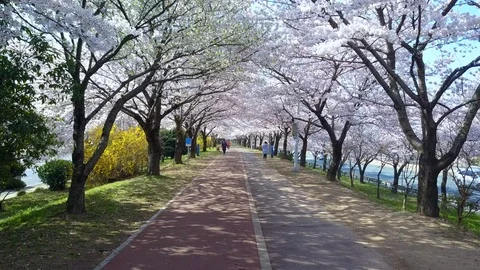 Samnak Ecological Park, Spring pink cherry blossom tree and walk path in Busan. Stock Footage 103455060