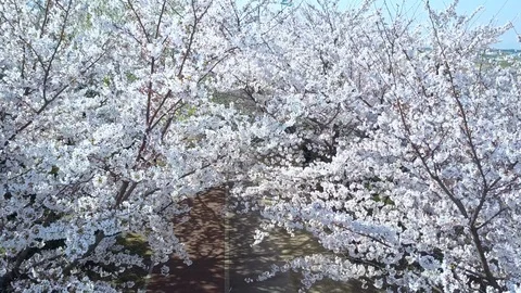 Samnak Ecological Park, Spring pink cherry blossom tree and walk path in Busan. Stock Footage 103455282