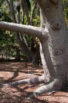 Samohu Floss Silk tree trunk Stock Photos