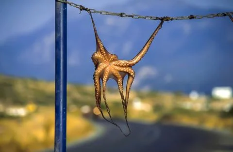 Samos Octopus Foto stock