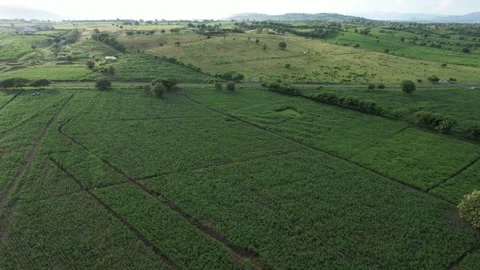 Samota field Stock Footage 266401256