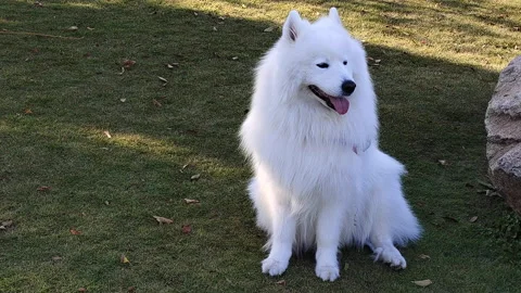 Samoye Pet Dog Stock Footage 164319208