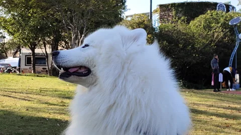 Samoye Pet Dog Stock Footage 164319799