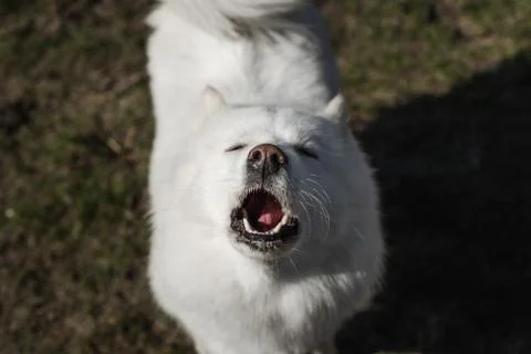 Samoyed barking, howling at camera on dirt and grass background Stock Photos