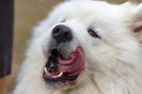 Samoyed dog close-up Stock Photos