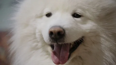 Samoyed dog close-up portrait Video stock 72902045