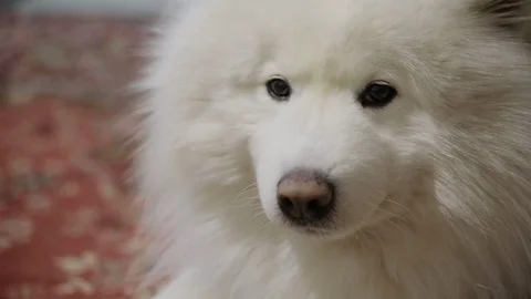Samoyed dog close-up portrait Video stock 72902232