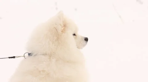 Samoyed dog Stock Footage 46285200