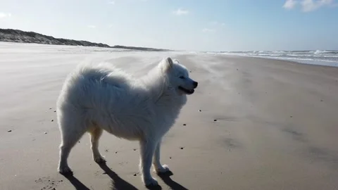 Samoyed dog Video stock 139078492