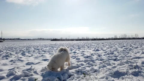 Samoyed dog Stock Footage 235724016