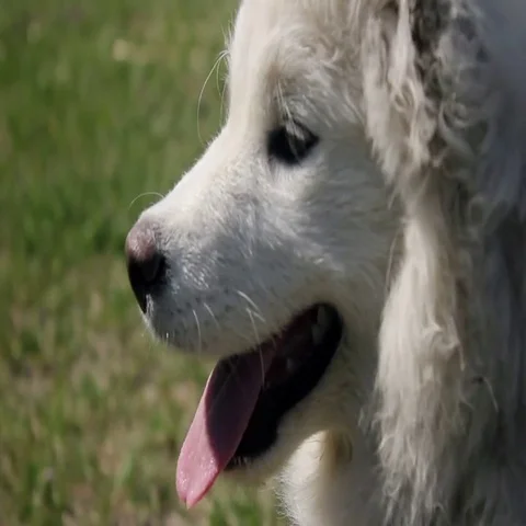 Samoyed Dog in the forest, close-up of head Stock Footage 69481213
