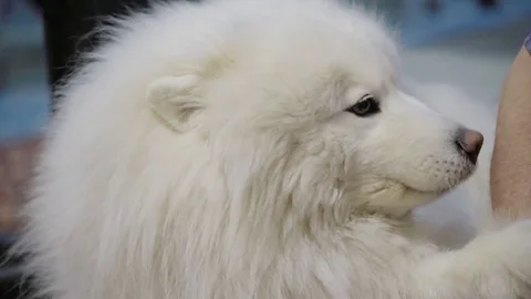 Samoyed dog licks host hand Video stock 72901202
