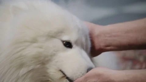 Samoyed dog licks host hand Video stock 72901396