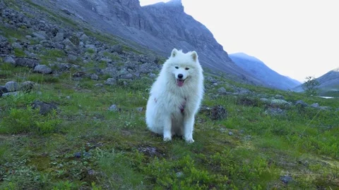 Samoyed dog in the mountains 動画素材 280872678