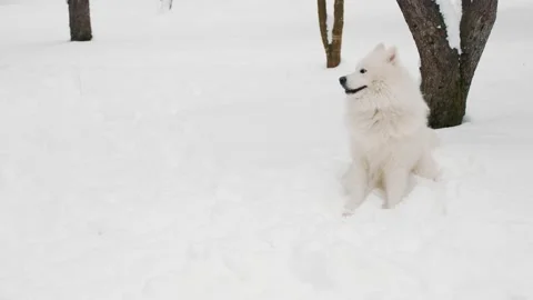 Samoyed dog in the park Stock Footage 148165475