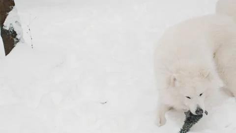 Samoyed dog in the park Stock Footage 148267756