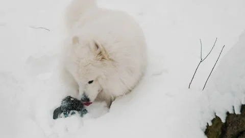 Samoyed dog in the park Stock Footage 148557353