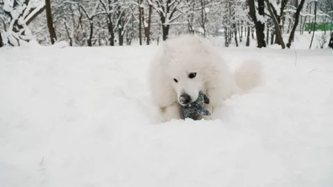 Samoyed dog in the park Stock-Footage 150681063