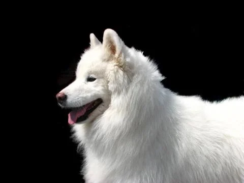 Samoyed Dog Stock Photos