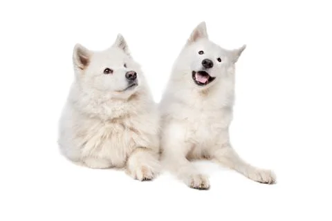 Samoyed (dog) Stock Photos