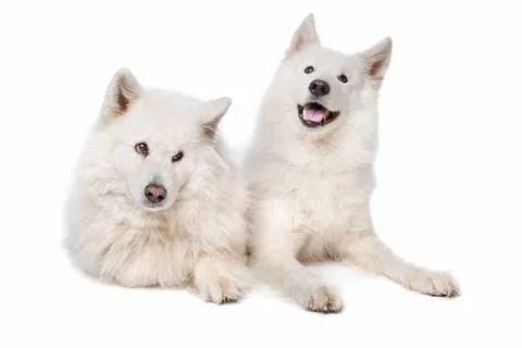 Samoyed (dog) Stock Photos