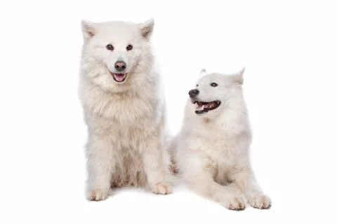 Samoyed (dog) Stock Photos