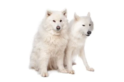 Samoyed (dog) Stock Photos