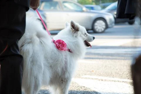 Samoyed dog Stock Photos