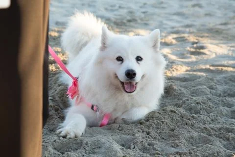 Samoyed dog Stock Photos