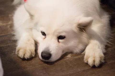 Samoyed dog Stock Photos