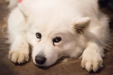 Samoyed dog Stock Photos