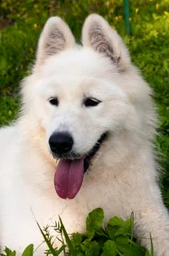 Samoyed dog Fotos de archivo