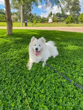 Samoyed dog Stock Photos