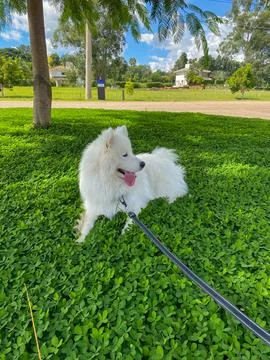 Samoyed dog Stock Photos