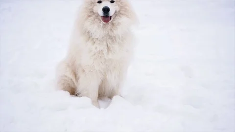 Samoyed dog play on snow Stock Footage 70478589