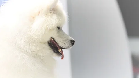 Samoyed dog portrait Stock Footage 82741872