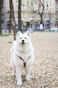 Samoyed dog portrait Stock Photos