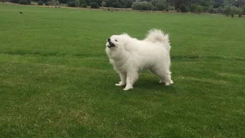 Samoyed dog running in grass park barking - stock footage  Stock Footage 139467573