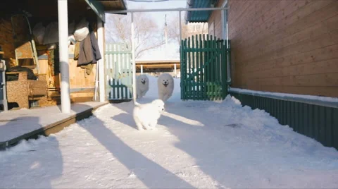 Samoyed dog running play Stock Footage 59794842