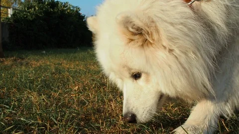 Samoyed Dog Sniffing Grass In Park Stock-Footage 96302353