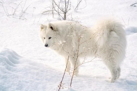 Samoyed dog on snow Stock Photos