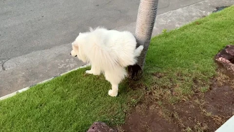 Samoyed dog taking a pee under a tree 스톡 동영상 287584059