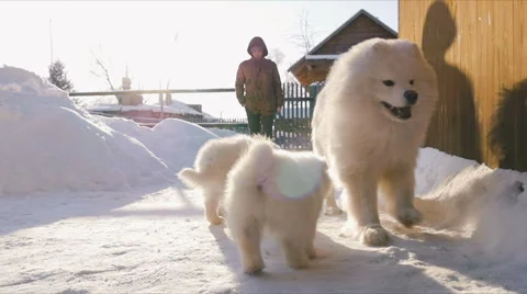 Samoyed dogs frolic Stock Footage 59794875