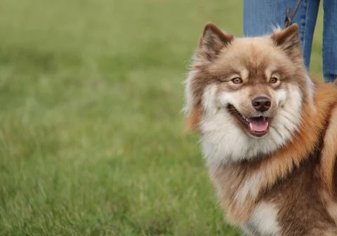 Samoyed Husky. Stock Photos