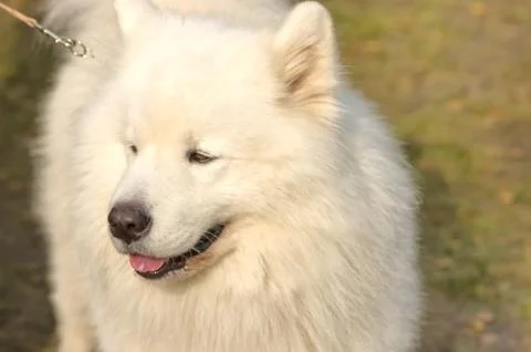 Samoyed Laika close-up Stock Photos