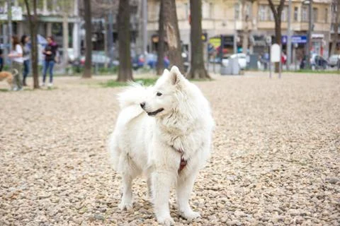 Samoyed in park Stock Photos