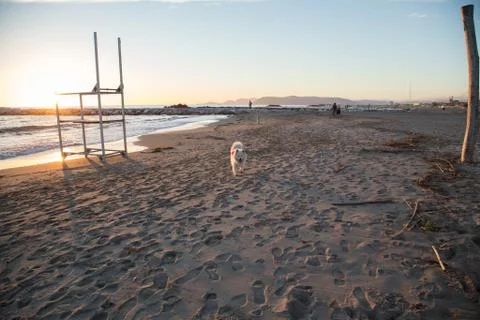 Samoyed Stock Photos